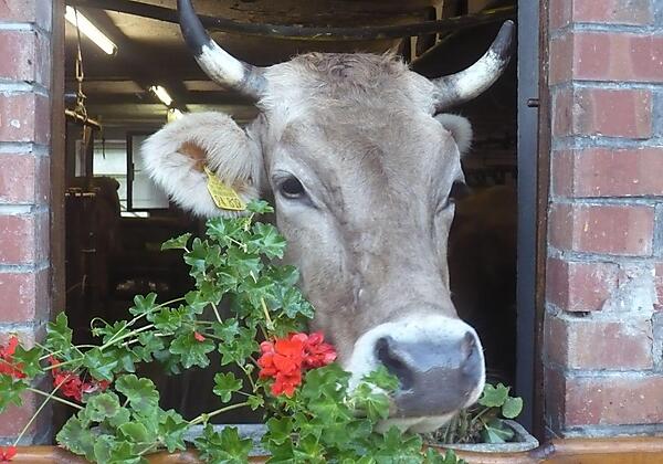Wolke hält Ausschau