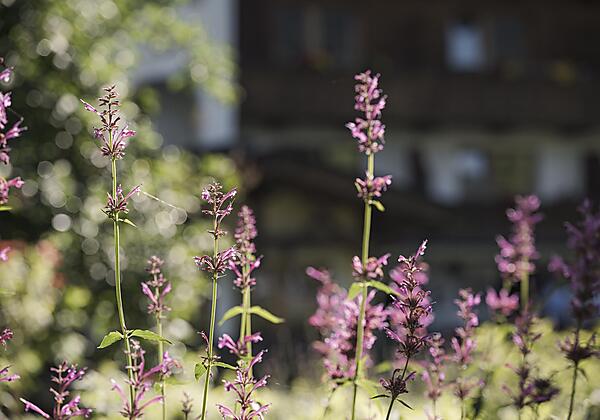 mood.at_2023.07.05_rastbichlhof.008_web