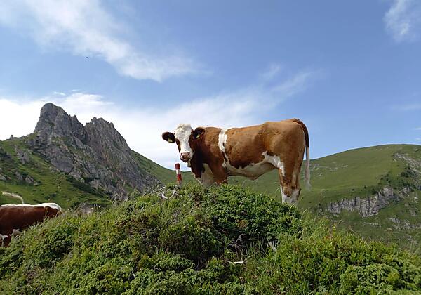 Wanderurlaub im Tal der Almen