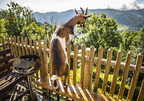 Ziege Zickie auf der falschen Seite des Zauns