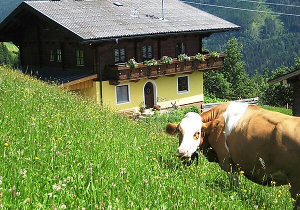 Brandgut mit Kuh Mugl