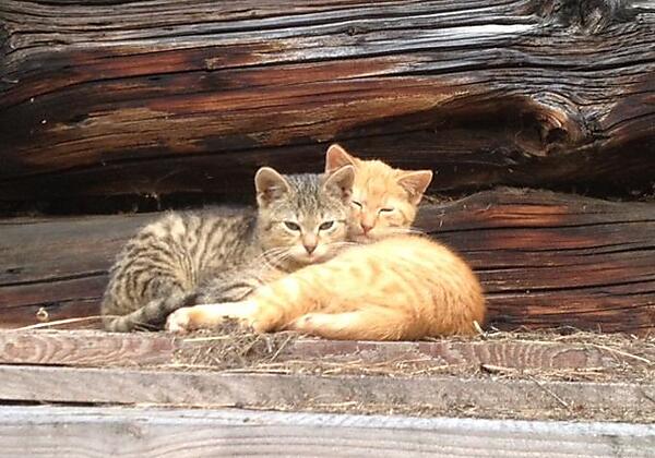 Katzen am Brunnerhof