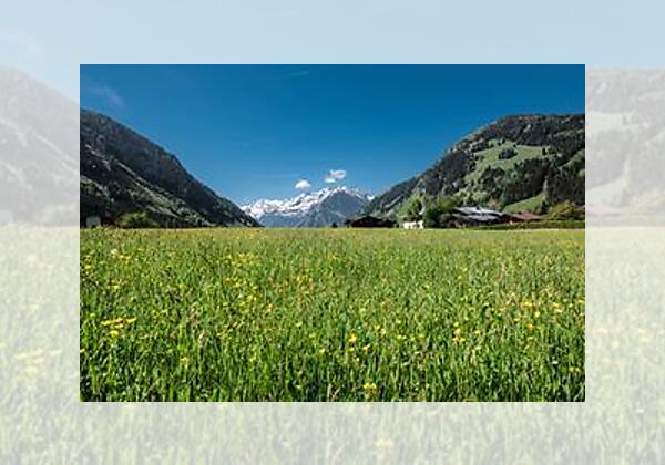 Blick auf unsere Wiese