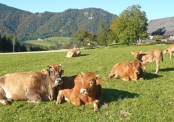 Familienbauernhof Grossgrub (28)