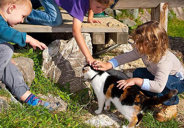 Viele Streicheltiere