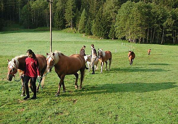 Familienparadies Wolfgangbauer Pferde