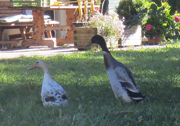 Unsere 2 Enten