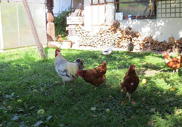 Unsere Hühner sorgen für frische Eier