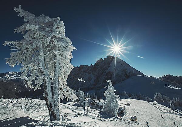 Zwieselalm mit Gosaukamm