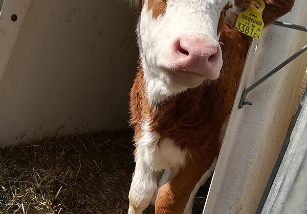 Peteradam-Hof Kalb Iglu