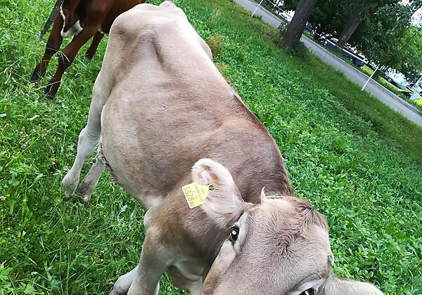 Peteradam-Hof Kälber Obstgarten