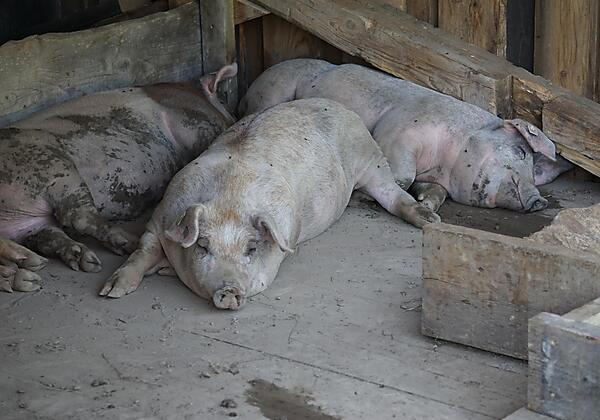 Schweine entspannt schlaf
