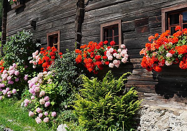 Altes Haus - Einfahrt Ferienhof Rindler