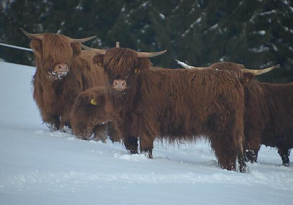 die Hochlandrinder