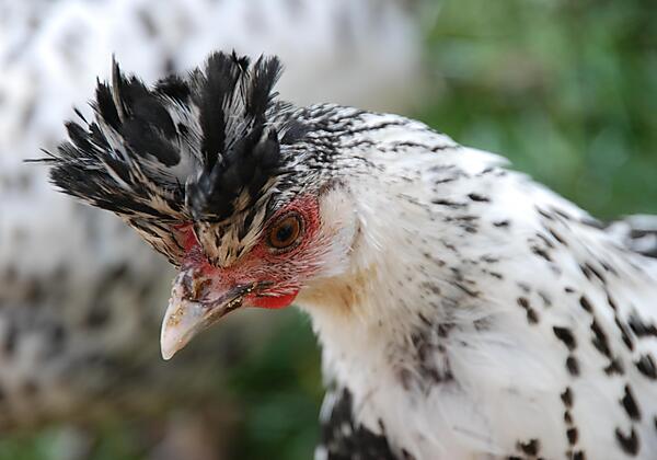 Appenzellerspitzhauben eine seltene Rasse