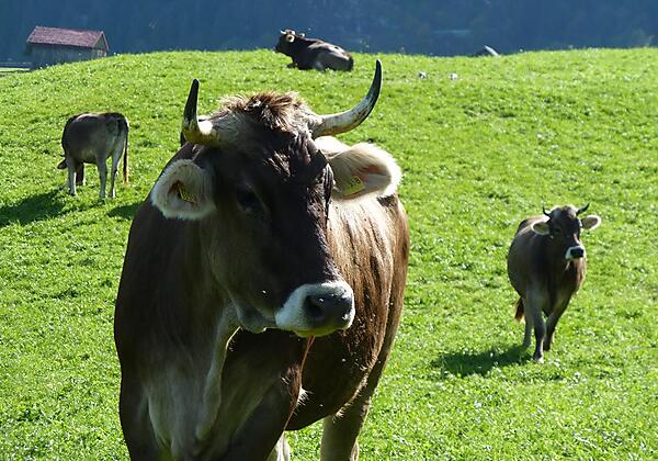 Kühe auf der Alpe