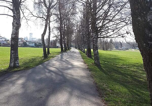 Birkenallee Mittagssonne