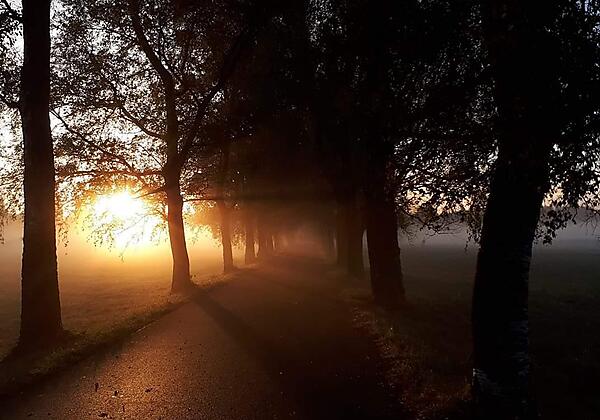 Birkenallee Sonnenaufgang