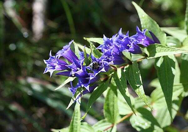 Schwalbenwurz Enzian