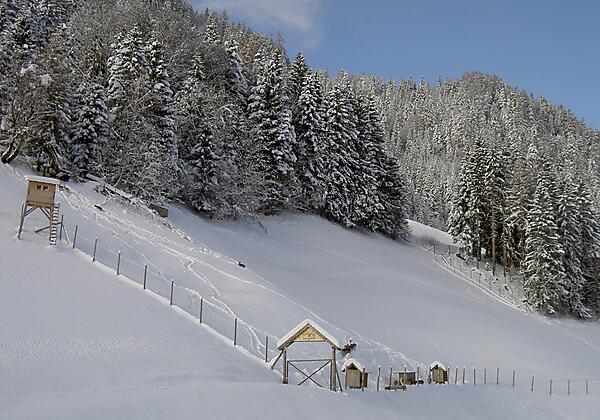 Damwild im Schnee