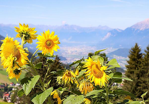 Sonnenblumen