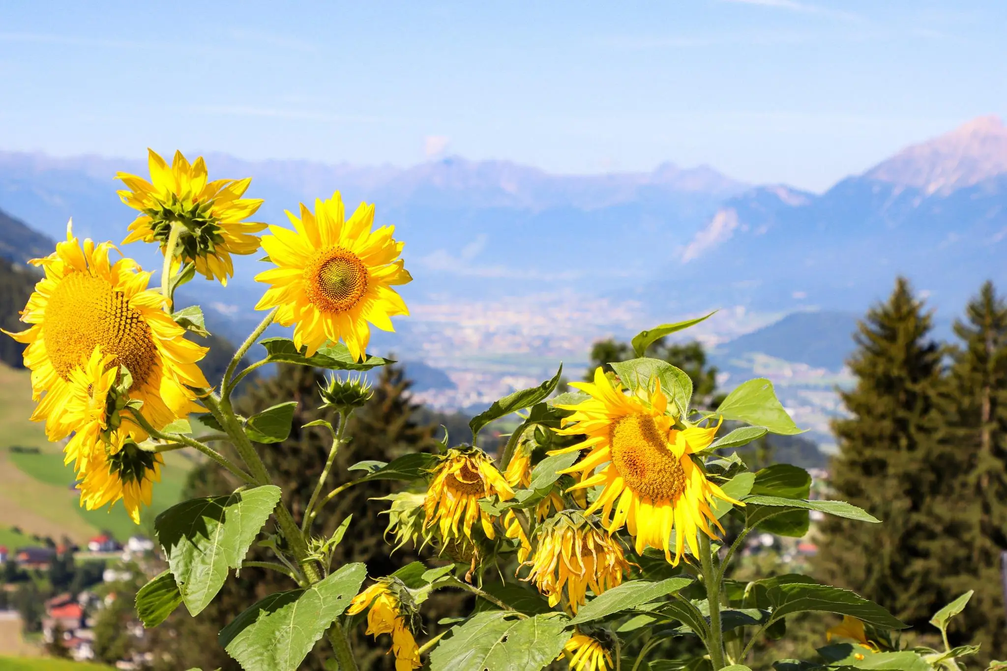 Sonnenblumen