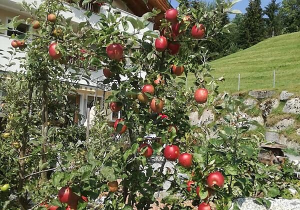 Zillertal-Hart-Ferienwohnungen-Ferienwohnung Hinte