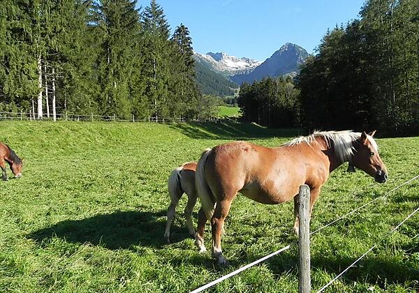 Blick zum Nebelhorn mit Haflinger