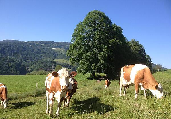 Kühe im Sommer direkt am Bauernhof