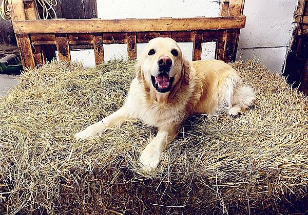 Hunde sind willkommen