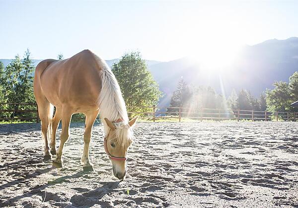 haderlehn_2016_72dpi_danielzangerl (12 von 81)