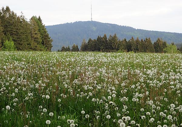 Ochsenkopf von Wanderparkplatz