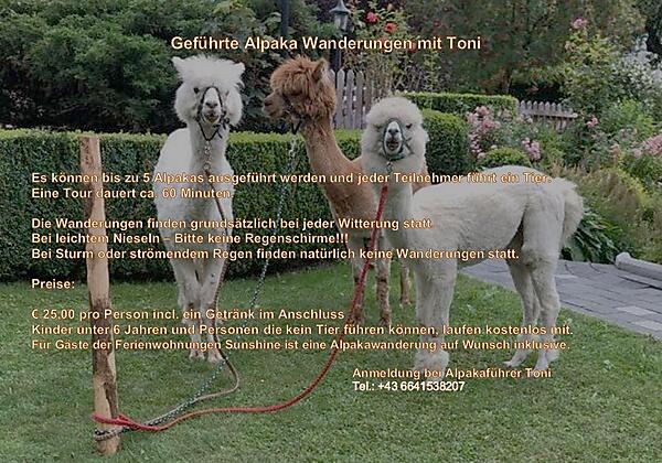 Zillertal_Stumm_Ferienwohungen Sunshine_Alpakawand