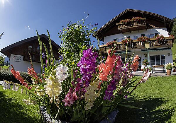 Unsere Blumenpracht im Sommer