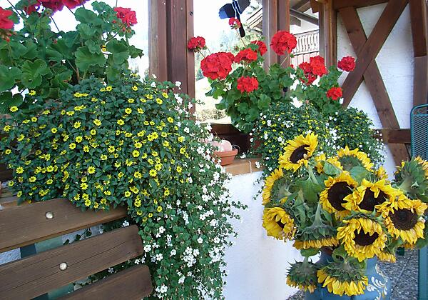 Blumen auf der Terrasse
