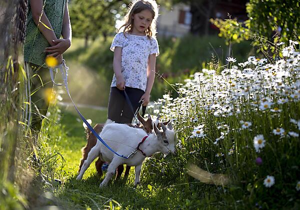 TomLamm_2578 - Kopie - Kopie - Kopie