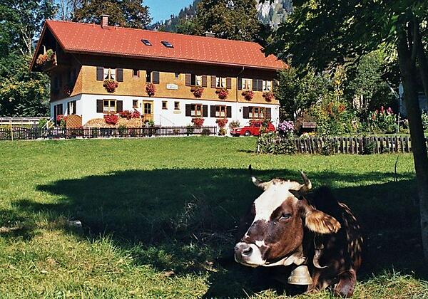 Haus mit Kuh