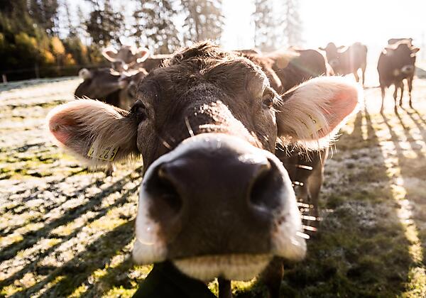 Ganz schön neugierig unsere Damen