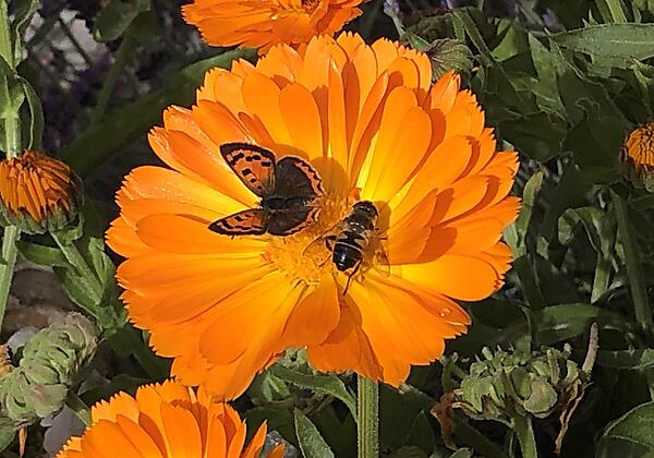 Gästehaus Schlossnerhof***  Ferienwohnungen
