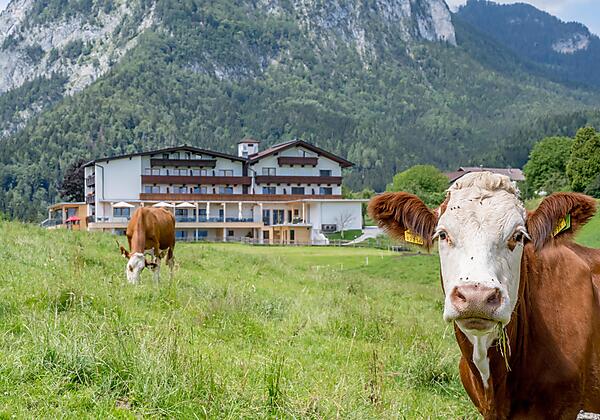 kühe_kaiserterrasse_gasthaus_hotel_rieder_achensee