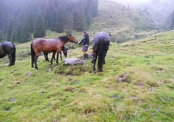 unsere Pferde in Hinterglemm