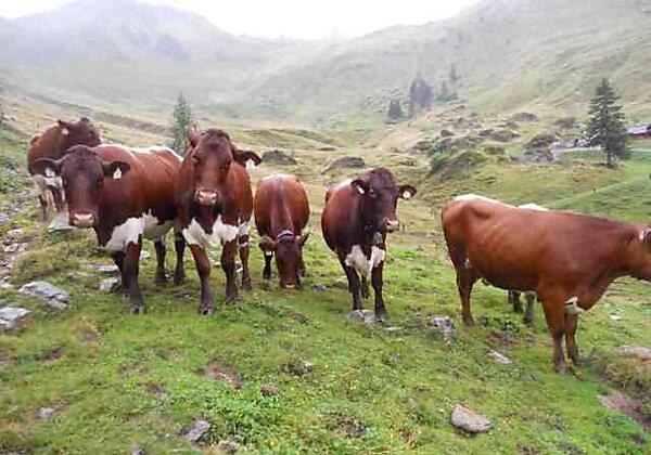 unsere Pinzgauer Kalbinnen auf der Alm
