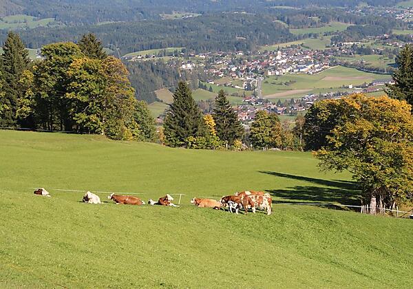 Die Kühe beim Veitlbauer mit Blick auf Mariapfarr