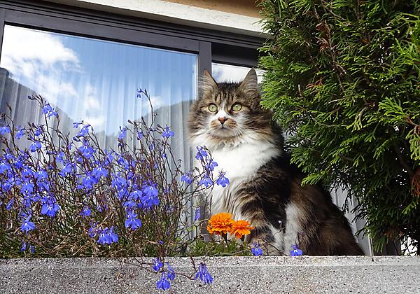 Landhaus Gletschermühle, Bad Gastein