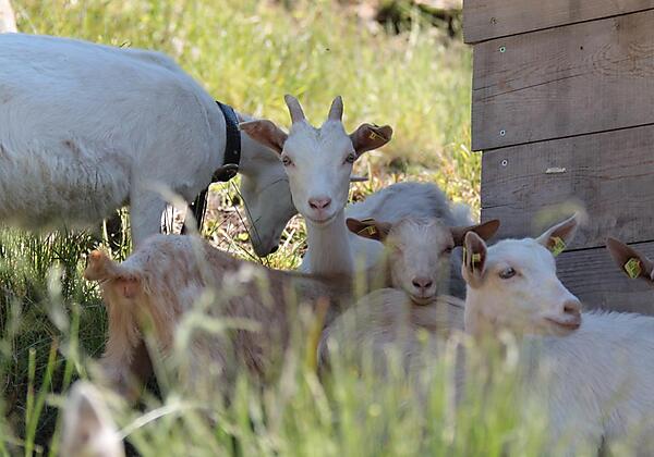 Echter Urlaub am Bauernhof