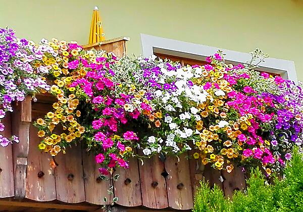 Unser Blumenparadies am Balkon