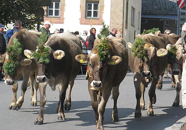 Unsere Kühe beim Almabtrieb
