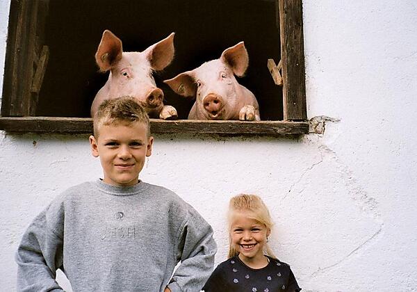 neugierige Schweinchen