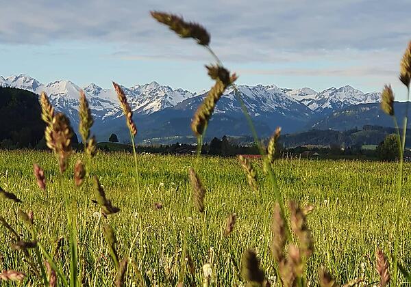 Blick auf die Sonnenköpfe 1