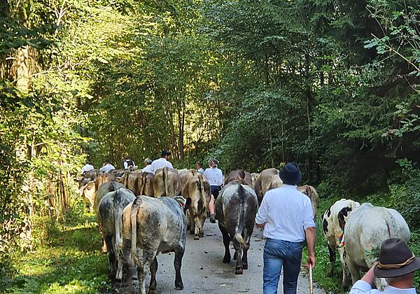 Auf dem Weg ins Tal 2 - Alpe Kalkhöf